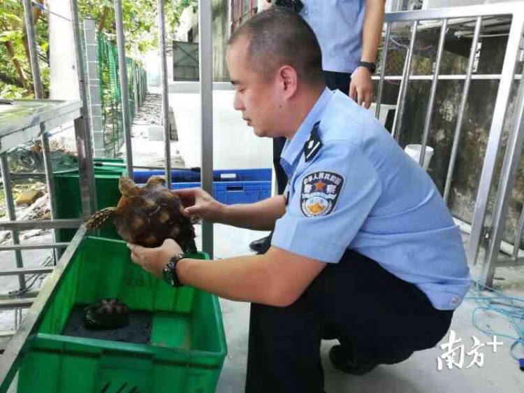 东莞市公安局收缴了126只(头)野生动物，超过一半属于非法饲养