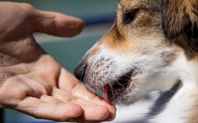 狗狗舔这几个地方其实是有话跟你说不要忽视了