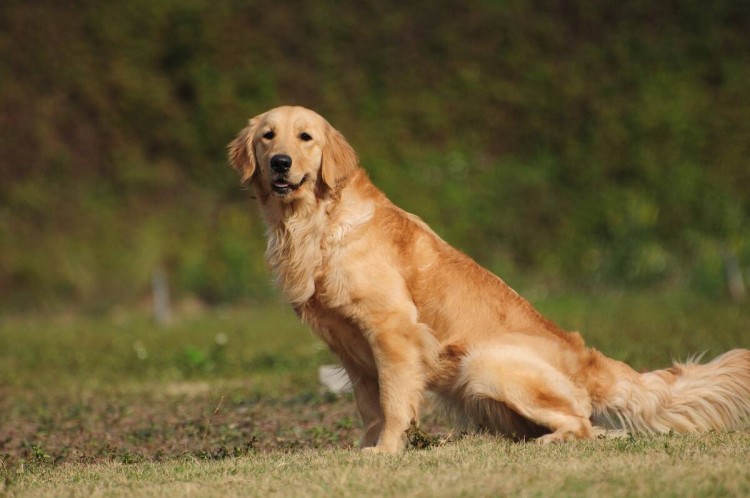 冬天养金毛犬无知的宠主们别再伤害它了