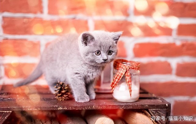 「猫咪辅食」不同阶段的猫咪饮食有什么不同