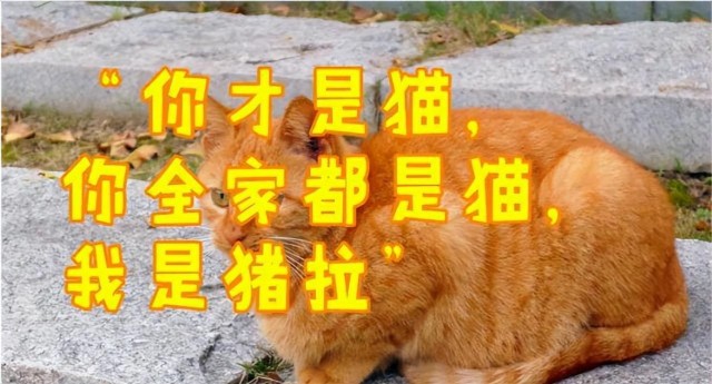 这只吃猪奶长大的猫坚定不移地相信自己就是头猪.....