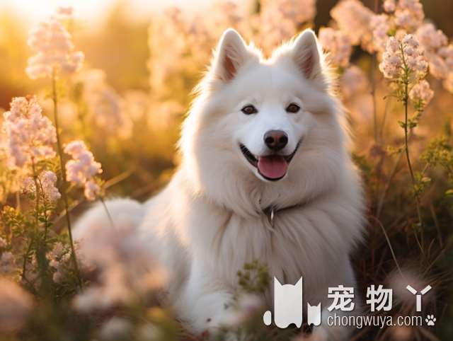 缉毒犬和宠物犬的不同？