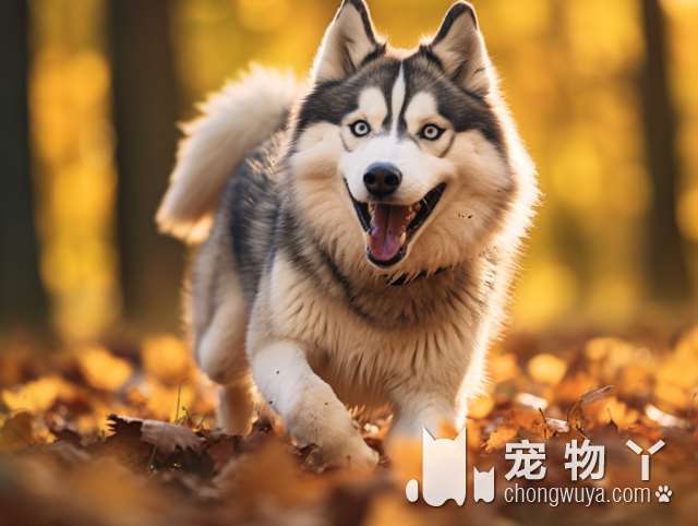 萨摩耶犬发情时间？