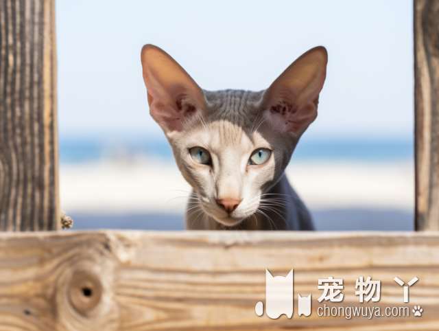 金吉拉猫多久洗一次澡多少钱？